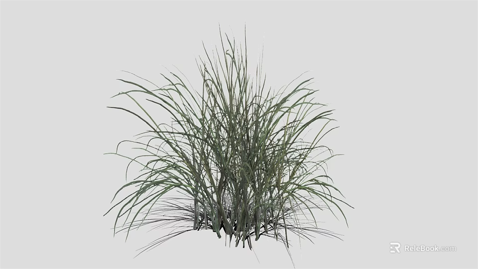 Tall Green Ornamental Grass In Cluster With Long Leaves Slender Stems And Natural Texture 3d model 