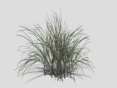 Tall Green Ornamental Grass In Cluster With Long Leaves Slender Stems And Natural Texture 3d model