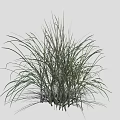 Tall Green Ornamental Grass In Cluster With Long Leaves Slender Stems And Natural Texture