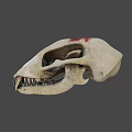 Detailed Animal Skull With Sharp Fangs And Red Marks On Bone Surface