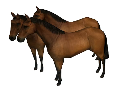 Three Brown Horses With Black Mane And Tail Standing On White Background 3d model