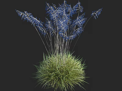 Beautiful Blue Grass Like Plants Growing In Green Grass Clump For Garden Decoration 3d model