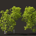 Two Tall Lush Green Trees With Human Figure For Size Reference