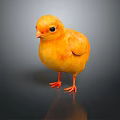 Cute Yellow Baby Chick With Soft Feathers Standing On Dark Surface With Reflection