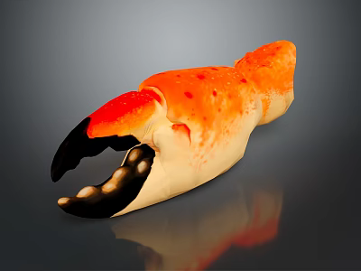 Orange Crab Claw With Black Tips And Red Spots On Gray Background With Reflection 3d model