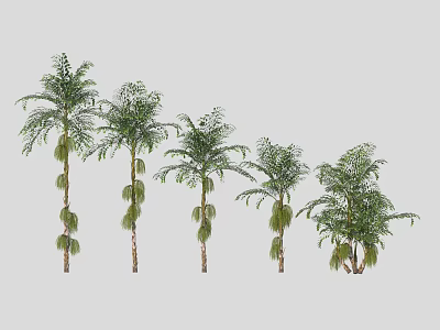 Five Varieties of Ornamental Trees with Lush Green Leaves and Slender Trunks for Garden Decoration 3d model