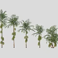 Five Varieties of Ornamental Trees with Lush Green Leaves and Slender Trunks for Garden Decoration