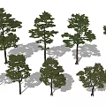 Diverse Arbor Tree Collection With Various Green Foliage And Different Trunk Shapes