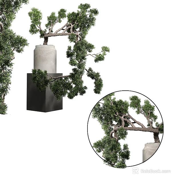 Bonsai Pine Tree in White Container with Black Base Curved Branches and Detailed Green Foliage 3d model 