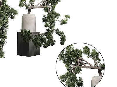 Bonsai Pine Tree in White Container with Black Base Curved Branches and Detailed Green Foliage 3d model