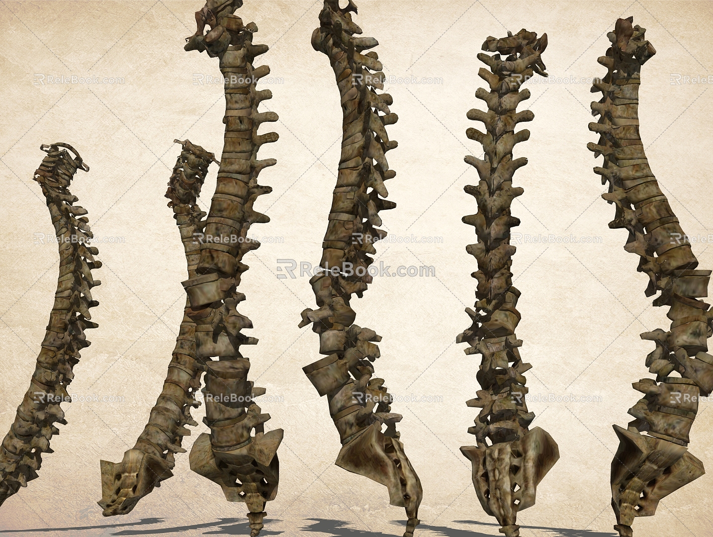 Spinal skeleton dragon vein 3d model