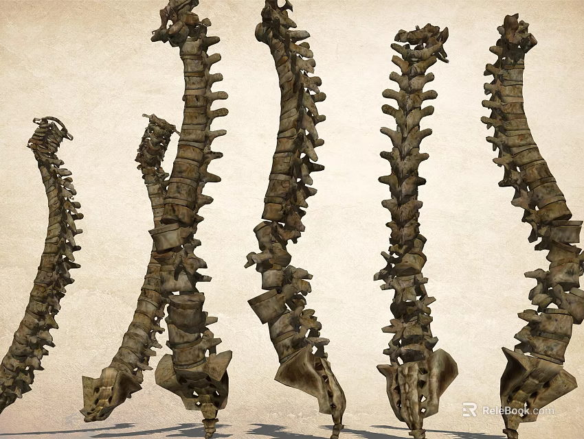 Artistic Stone Spine Shaped Garden Ornaments For Outdoor Decorative 3d model 