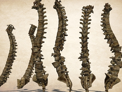 Spinal skeleton dragon vein 3d model