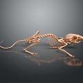 Realistic 3D Rendered Small Mammal Skeleton With Detailed Bone And Organ Structure 3d model