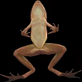 Brown Frog With Detailed Body Structure Legs And Webbed Feet On Black Background Close-Up View