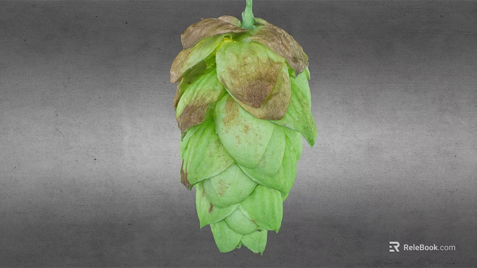 Fresh Green Hop Cone With Brown Edges On Gray Background 3d model 