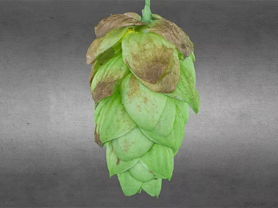Fresh Green Hop Cone With Brown Edges On Gray Background 3d model