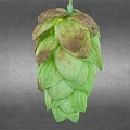 Fresh Green Hop Cone With Brown Edges On Gray Background