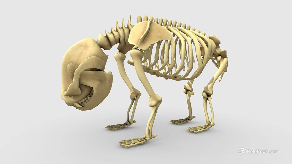 Detailed Anatomical Bear Skeleton 3D Model with Bone Structure 3d model 