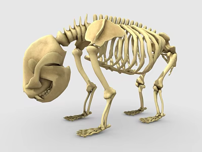 Detailed Anatomical Bear Skeleton 3D Model with Bone Structure 3d model