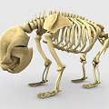 Detailed Anatomical Bear Skeleton 3D Model with Bone Structure