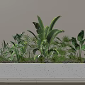 Various Lush Green Potted Plants In Long White Planter For Home Decoration