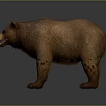 Realistic Brown Bear Standing with Thick Fur on Gray Background 3d model