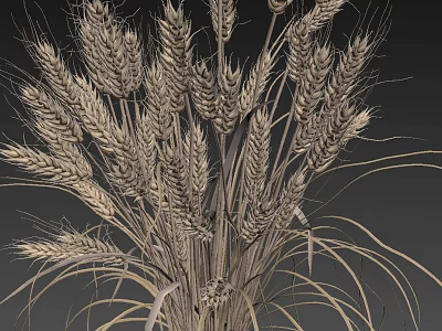 Golden Wheat Ears Natural Arrangement With Long Stems And Grain Details 3d model