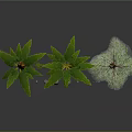Various Types of Trees Including Palm Trees and Leafy Tree with Small Saplings and Stones
