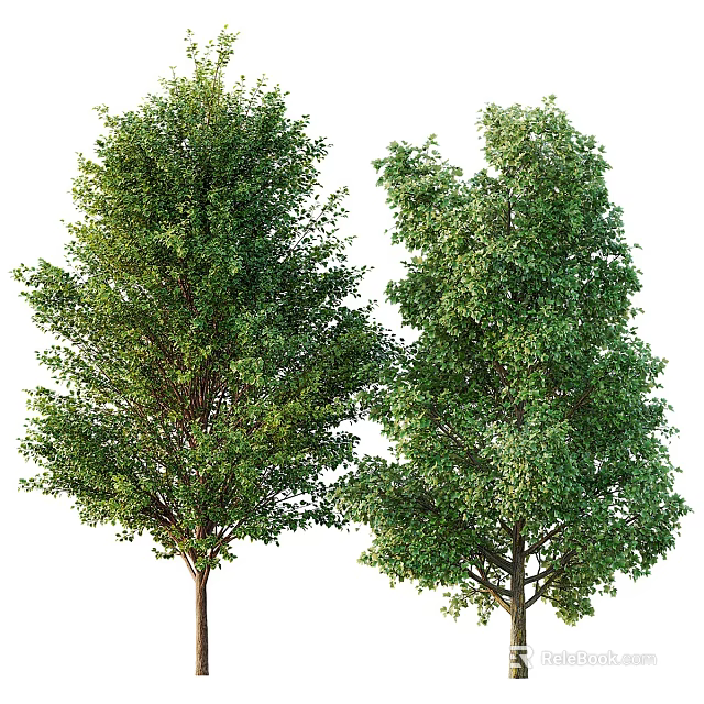 Healthy Arbor Trees With Lush Green Foliage And Strong Straight Trunks 3d model 