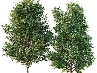 Healthy Arbor Trees With Lush Green Foliage And Strong Straight Trunks 3d model