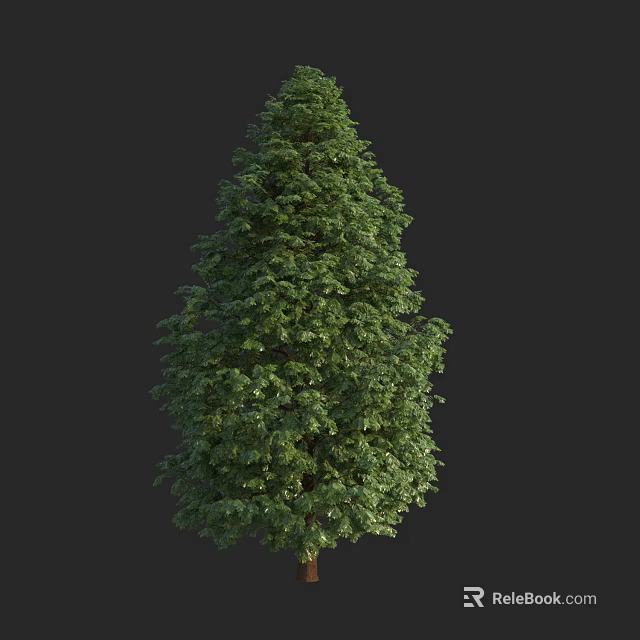 Tall Arbor With Lush Green Foliage And Full Dense Crown Shape 3d model