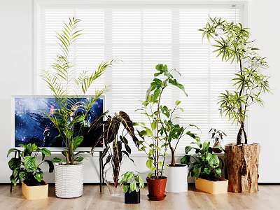 Various Indoor Potted Plants With Decorative Pots In Living Room Near Window And TV 3d model