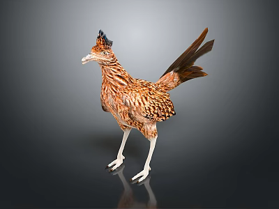 Brown Bird with Black Crest and Long Tail Feathers Standing on Shiny Black Surface 3d model