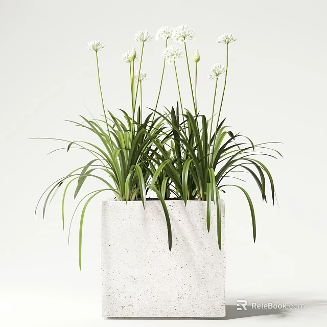 Modern Bonsai Potted Plant With Green Foliage In White Concrete Pot For Home Decor 3d model 