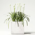 Modern Bonsai Potted Plant With Green Foliage In White Concrete Pot For Home Decor