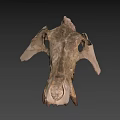 University of Wyoming Prehistoric Fossil Skull With Detailed Bone Structure