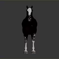 Black And White Horse Standing With White Face Legs And Reflection On Gray Background