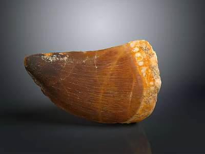 Ancient Prehistoric Animal Tooth Fossil With Brown Enamel And Textured Surface Details 3d model