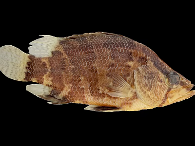 Mottled Brown And White Aquatic Fish With Scaly Body Prominent Eyes And White Tail 3d model
