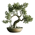 Bonsai Plant With Twisted Trunk Exposed Roots And Lush Green Foliage In Ceramic Pot