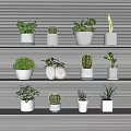 Bonsai Potted Plants Display On White Shelves With Various Succulents And Cactus