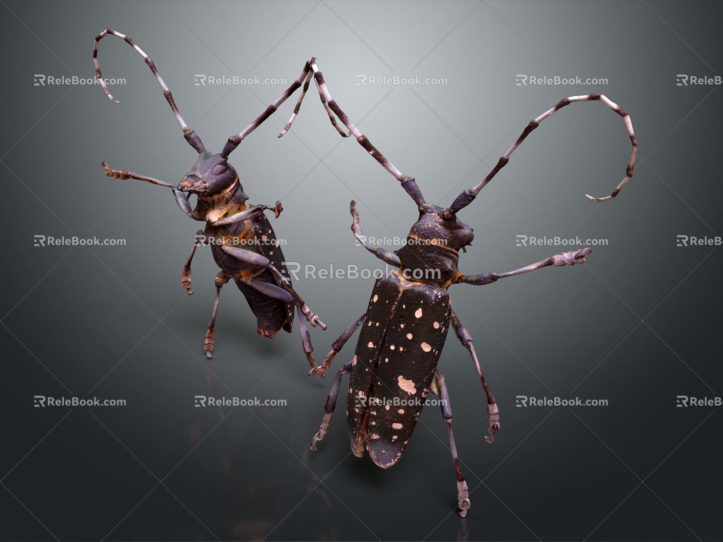 Modern Light-shouldered Astragalus longicorn Asian longicorn 3d model