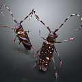 Flying Beetles With Long Antennae And Spotted Dark Bodies On Gray Background