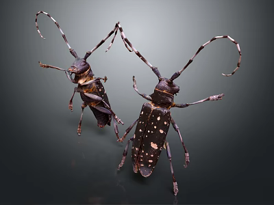 Flying Beetles With Long Antennae And Spotted Dark Bodies On Gray Background 3d model