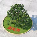 Vegetable Type Shrub Growing In Circular Green Area On Stone Pavement