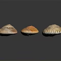 Multicolored Shell Shaped Decorative Ornament Set For Home Decor With Glossy Patterned Surface