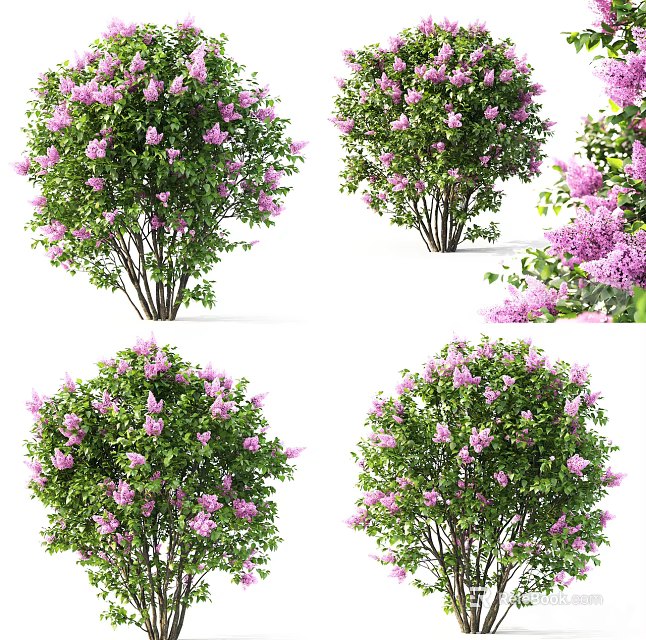 Beautiful Purple Flowering Shrub Featuring Lush Blooms Shown In Multiple Angles 3d model 