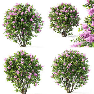 Modern shrubs 3d model