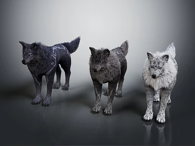 Three Different Colored Wolves Standing In Studio With Realistic Fur Details 3d model